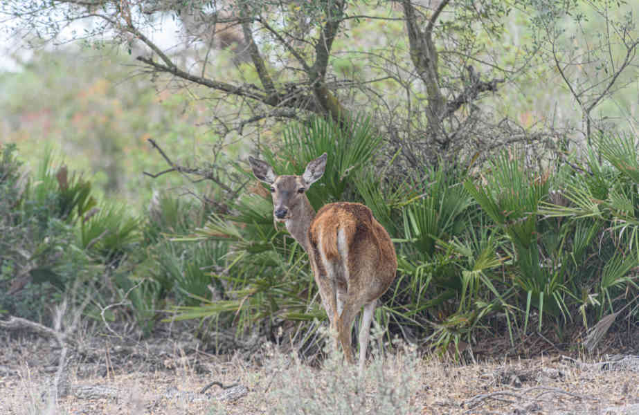 Huelva - parque nacional de Doñana 07 - Ciervo.jpg